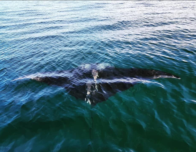 Vídeo Projeto Baleia à Vista registra uma raia gigante Manta em