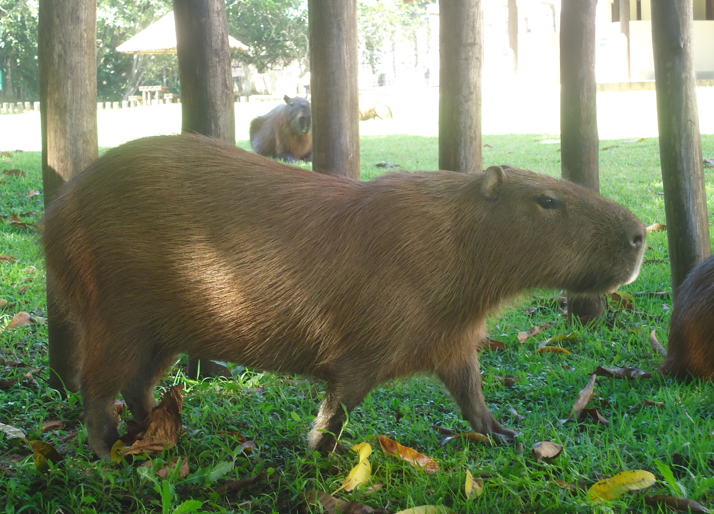 78 ideias de Capivaras  capivaras, capivara, fotos de capivara